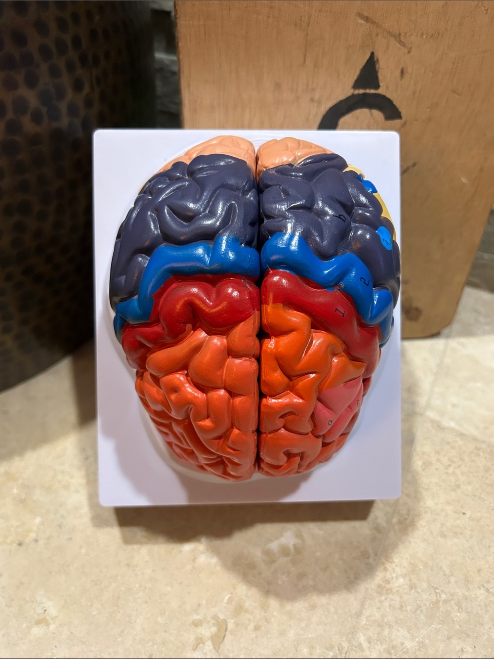 color-coded, 2-part human brain anatomical model